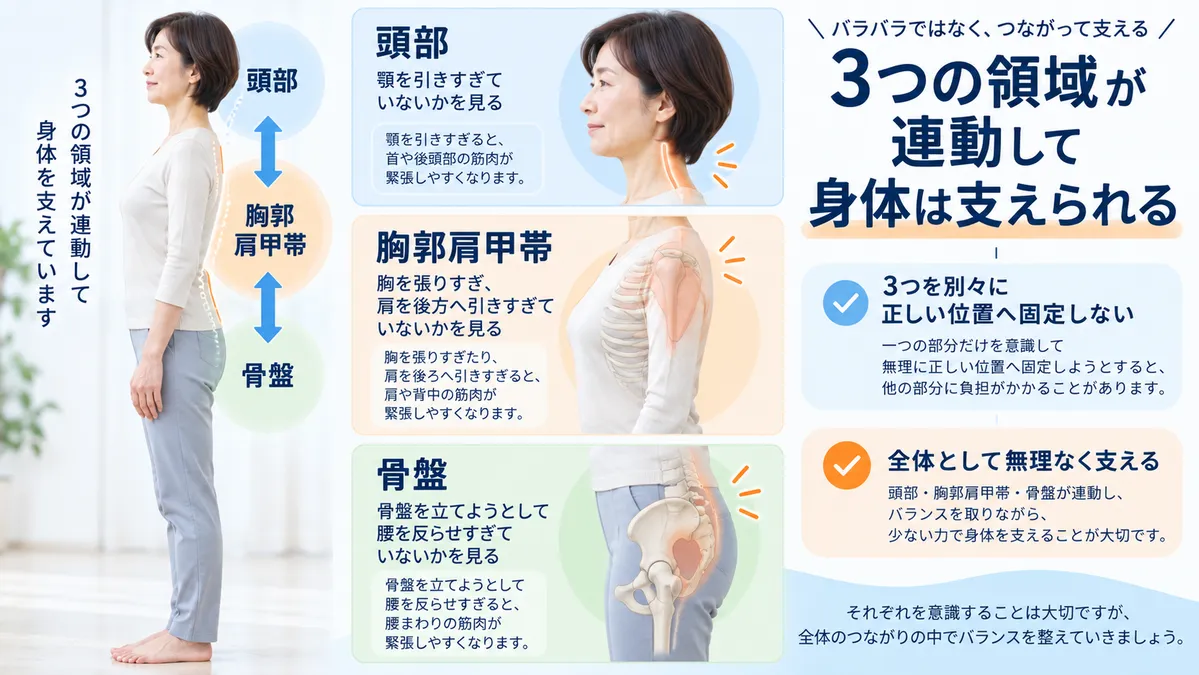 頭部・胸郭肩甲帯・骨盤を別々に固定せず全体で身体を支える三層重心連動構造の図