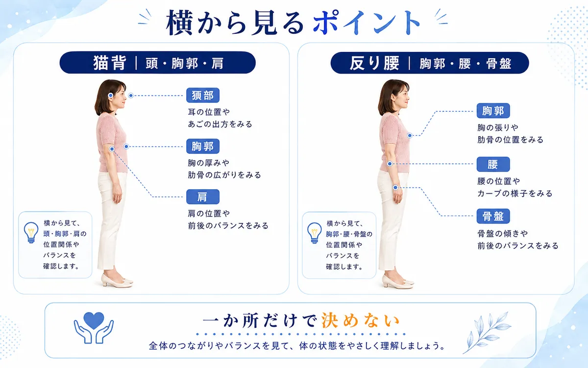 横から猫背では頭部・胸郭・肩、反り腰では胸郭・腰・骨盤を見るポイントを示す図