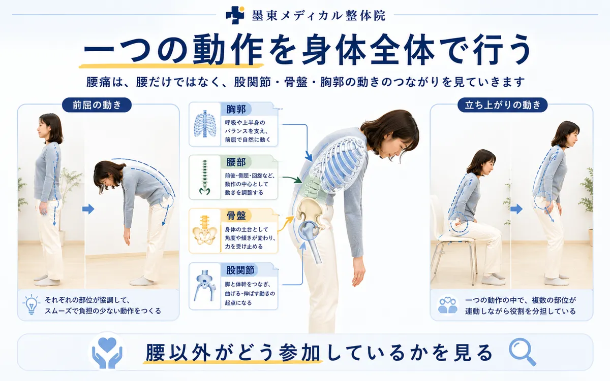 前屈や立ち上がりで腰部・股関節・骨盤・胸郭が協調して動く様子