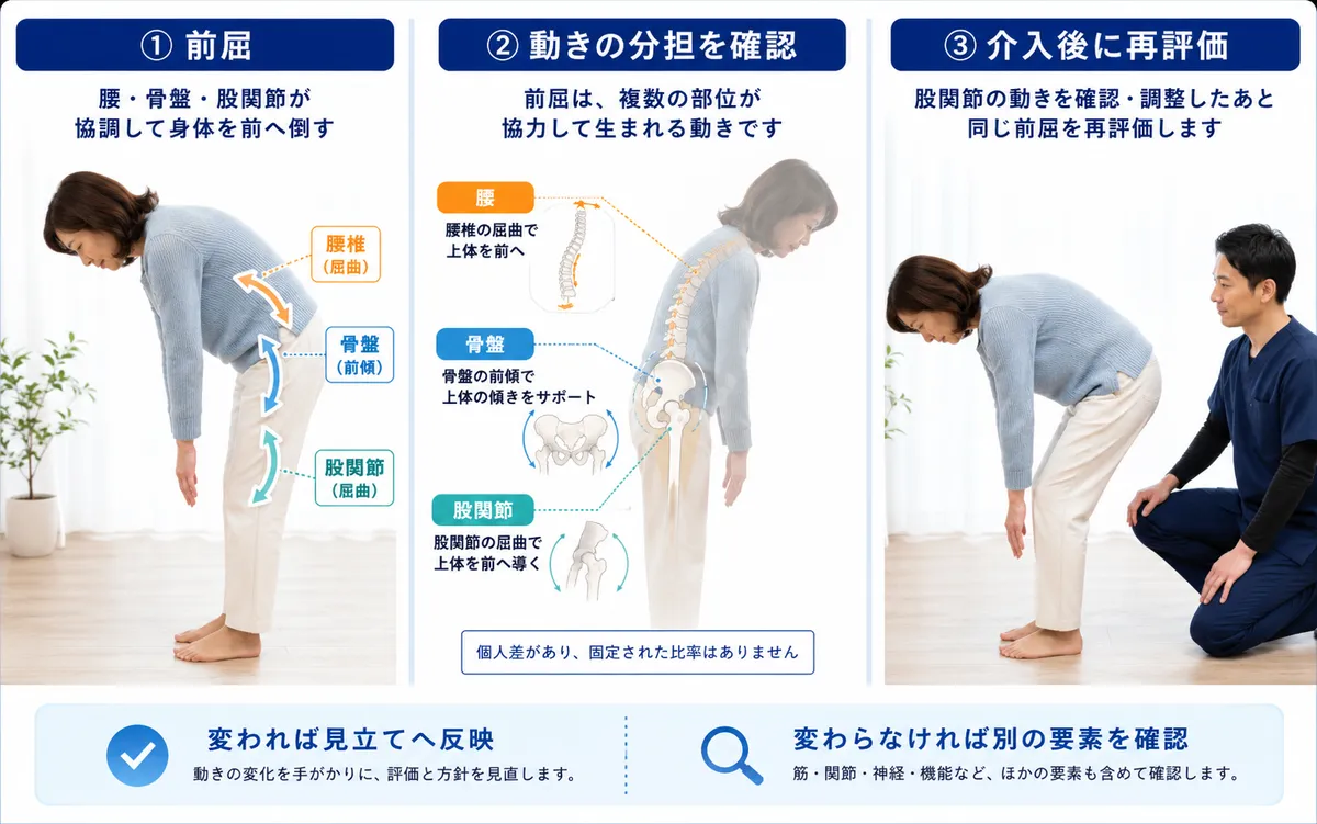 前屈時の腰と骨盤と股関節の動きを確認し介入後に再評価する図