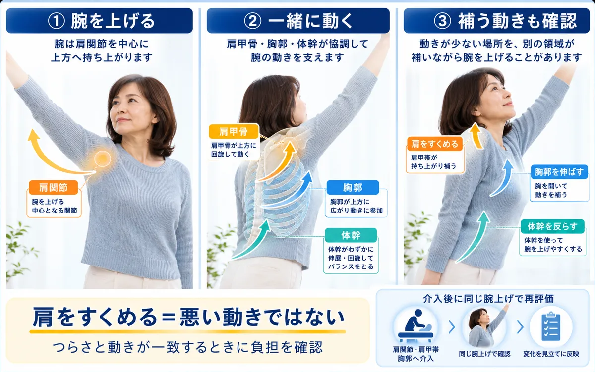 腕を上げるときの肩関節と肩甲帯と胸郭の協調と補う動き