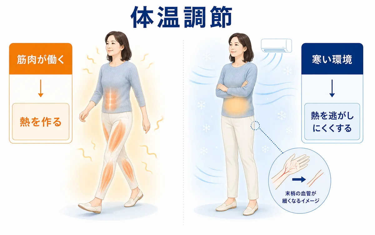 筋活動による熱産生と寒い環境で熱を逃がしにくくする体温調節の図