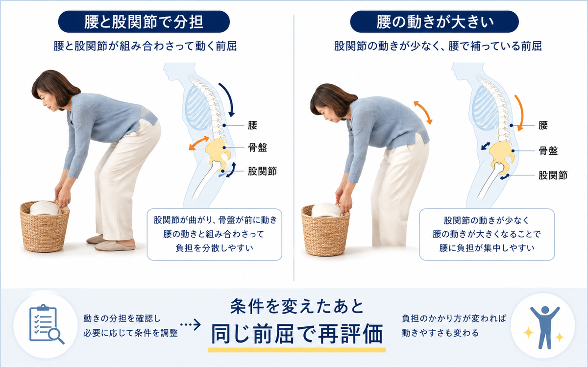 前屈時に腰・骨盤・股関節が動きを分担する状態と腰の動きが大きい状態の比較