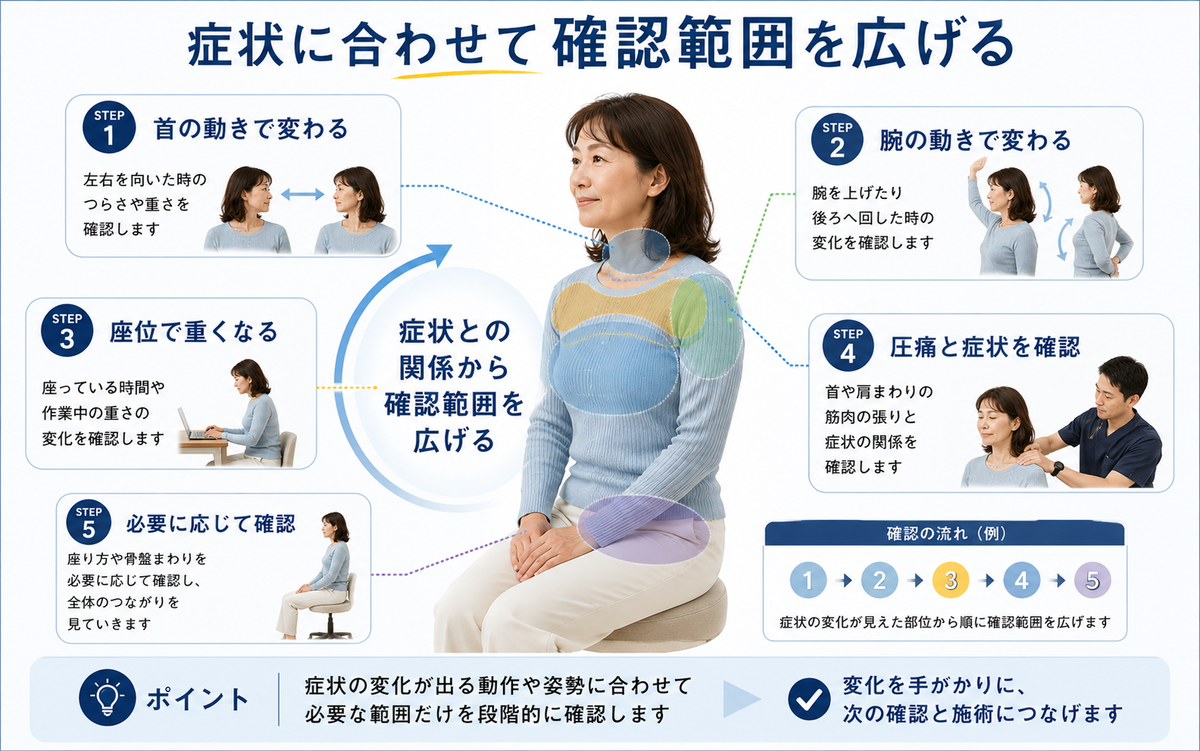 猫背と肩こりで首・肩関節・胸郭・肩甲帯・腕・骨盤を症状に合わせて確認する範囲