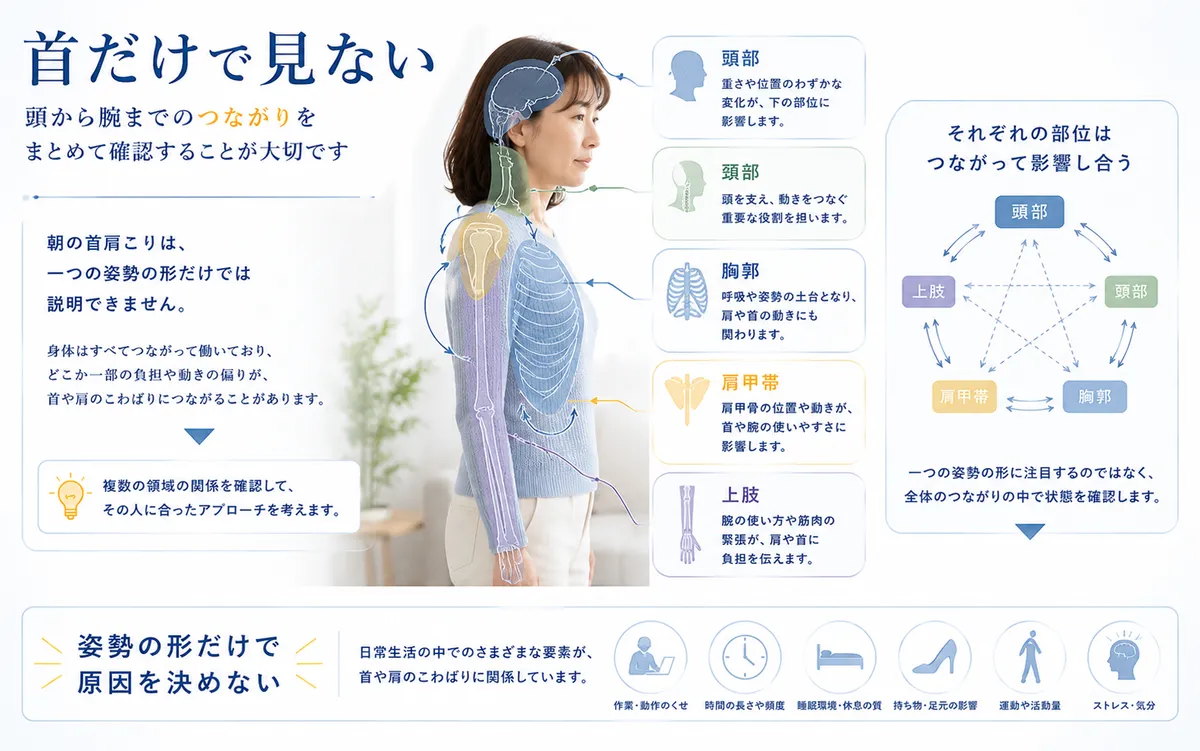 朝の首肩こりを頭部・頚部・胸郭・肩甲帯・上肢の関係から確認する図