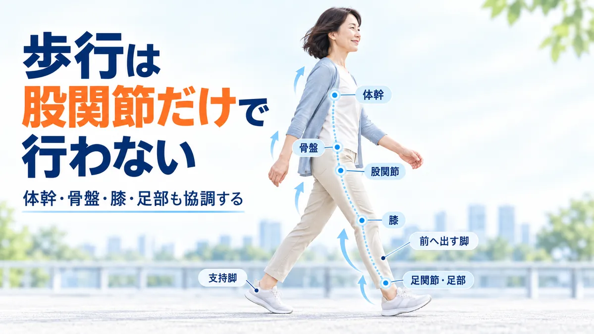 歩行中に体幹・骨盤・股関節・膝・足部が協調して働く様子