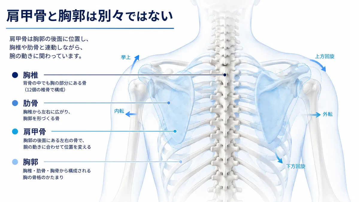 胸椎・肋骨で構成される胸郭と肩甲骨の位置関係