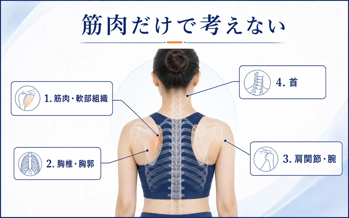 肩甲骨内側痛で筋肉・胸郭と胸椎・肩関節と腕・首を確認する図