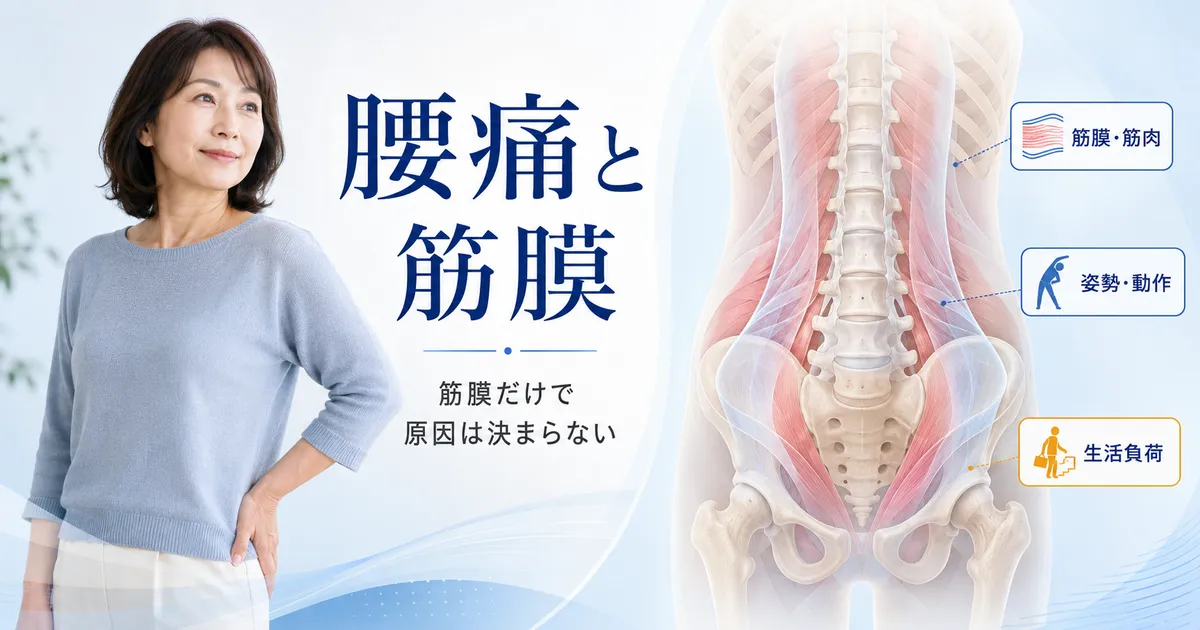 腰痛を筋膜だけでなく筋肉・姿勢や動作・生活負荷と合わせて考えるイメージ