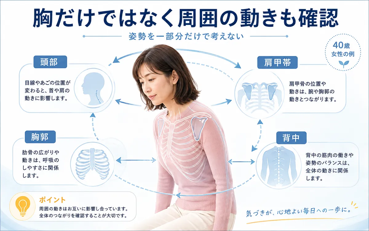 頭部・肩甲帯・胸郭・背中の動きが呼吸時の身体の使い方に関係する様子