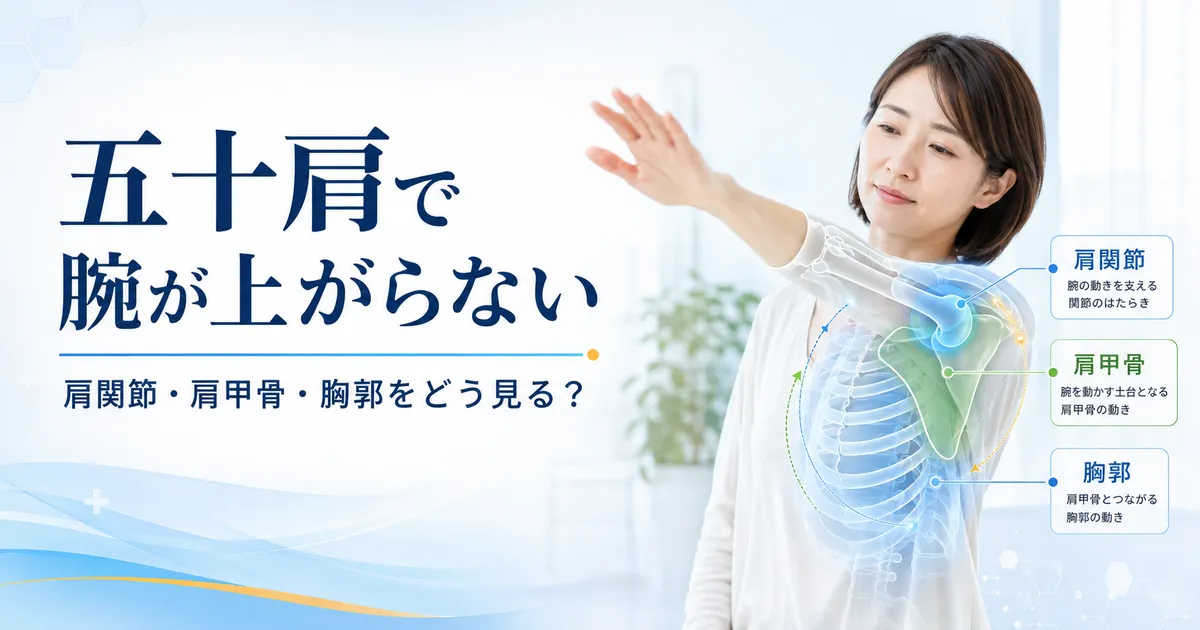 五十肩で腕が上がりにくいときに肩関節・肩甲骨・胸郭を確認するイメージ