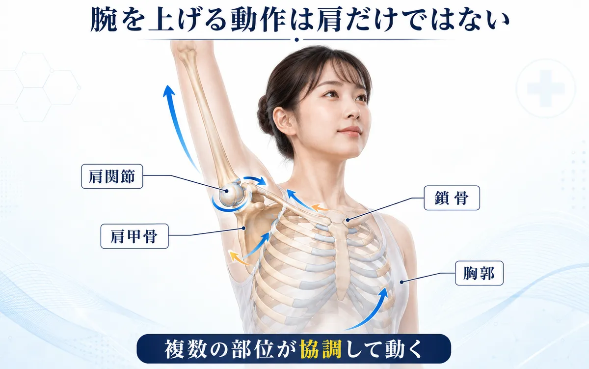 腕を上げるときに肩関節・肩甲骨・鎖骨・胸郭が協調して動く様子