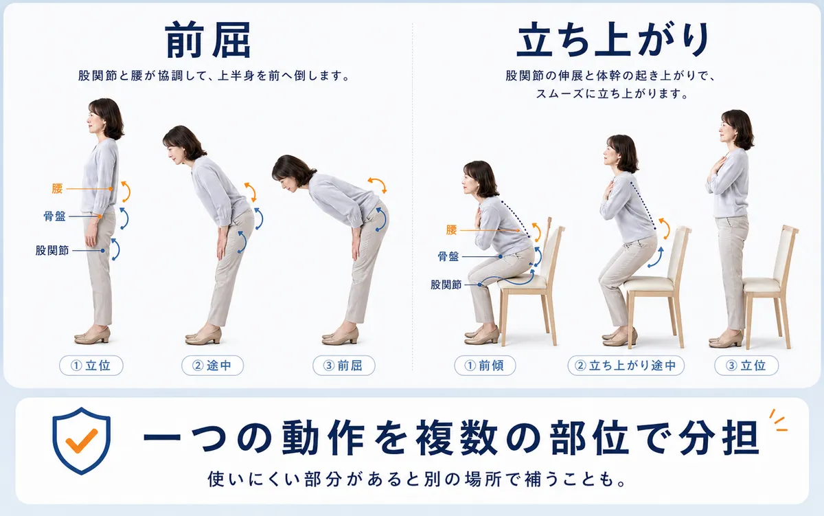 前屈や立ち上がりで股関節と腰が動きを分担する様子