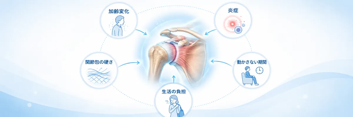 五十肩に関係する加齢変化・炎症・関節包の硬さ・不動・生活負担