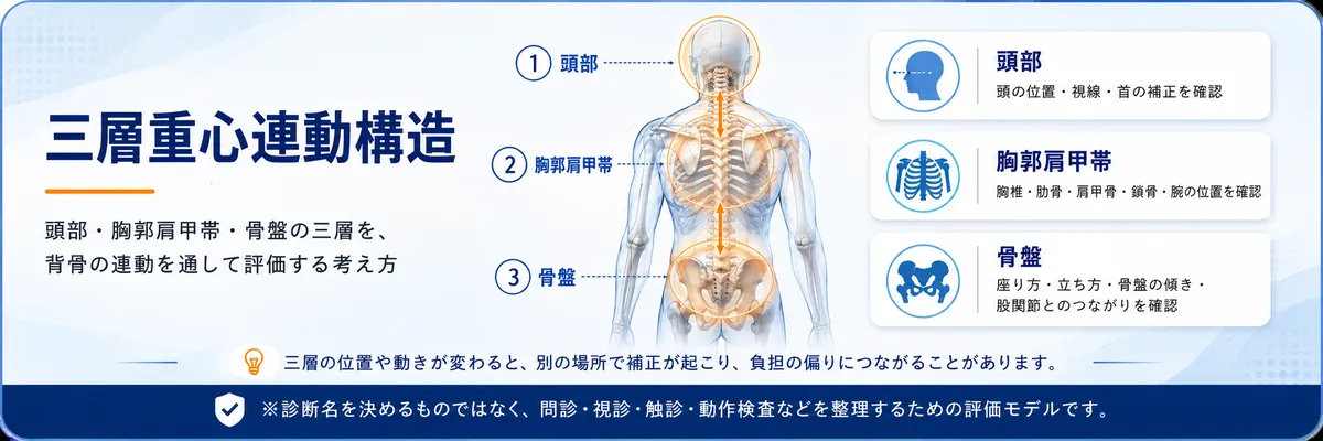 三層重心連動構造と整体