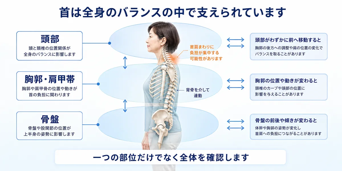 頭部・胸郭肩甲帯・骨盤が背骨を介して連動する三層重心連動構造