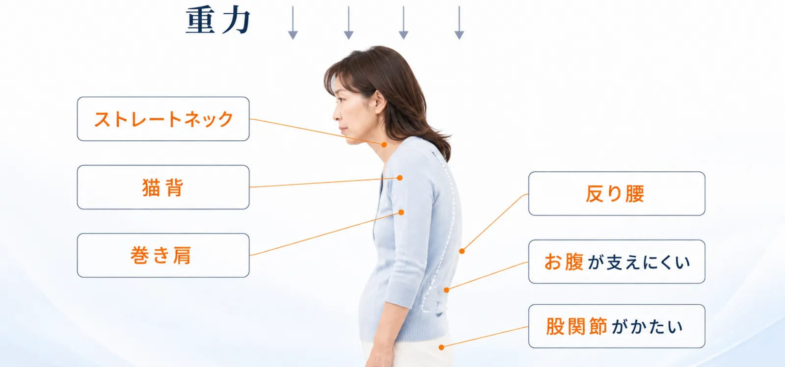 重力下でストレートネック、猫背、巻き肩、反り腰など身体の姿勢バランスを示した女性の側面図