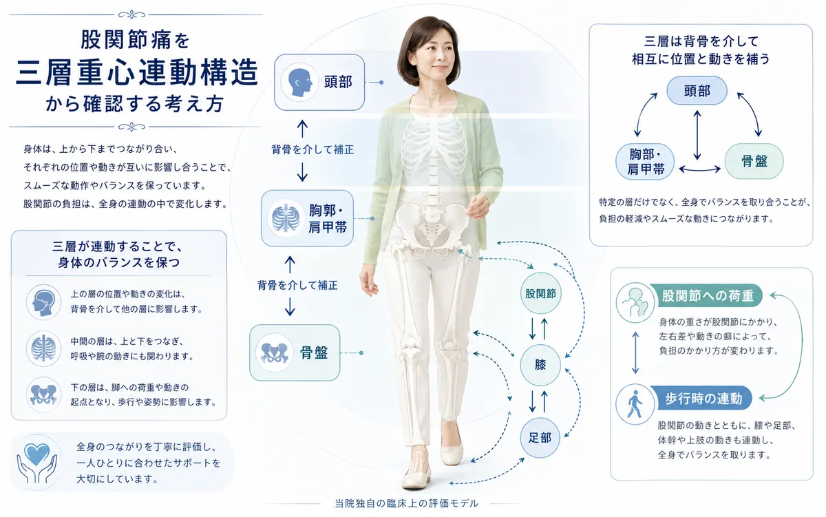 頭部、胸郭・肩甲帯、骨盤が背骨を介して股関節への荷重を補正する三層重心連動構造の図