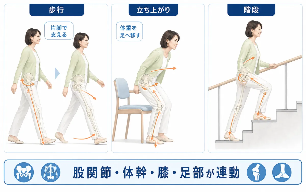 歩行と立ち上がり、階段で股関節と体幹、膝、足部が連動する様子