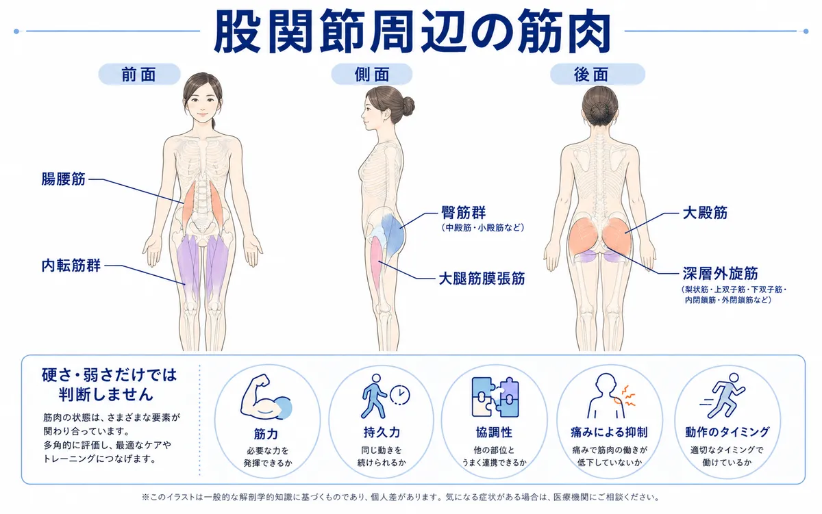 腸腰筋、内転筋、臀筋群、深層外旋筋、大腿筋膜張筋など股関節周辺の筋肉の位置