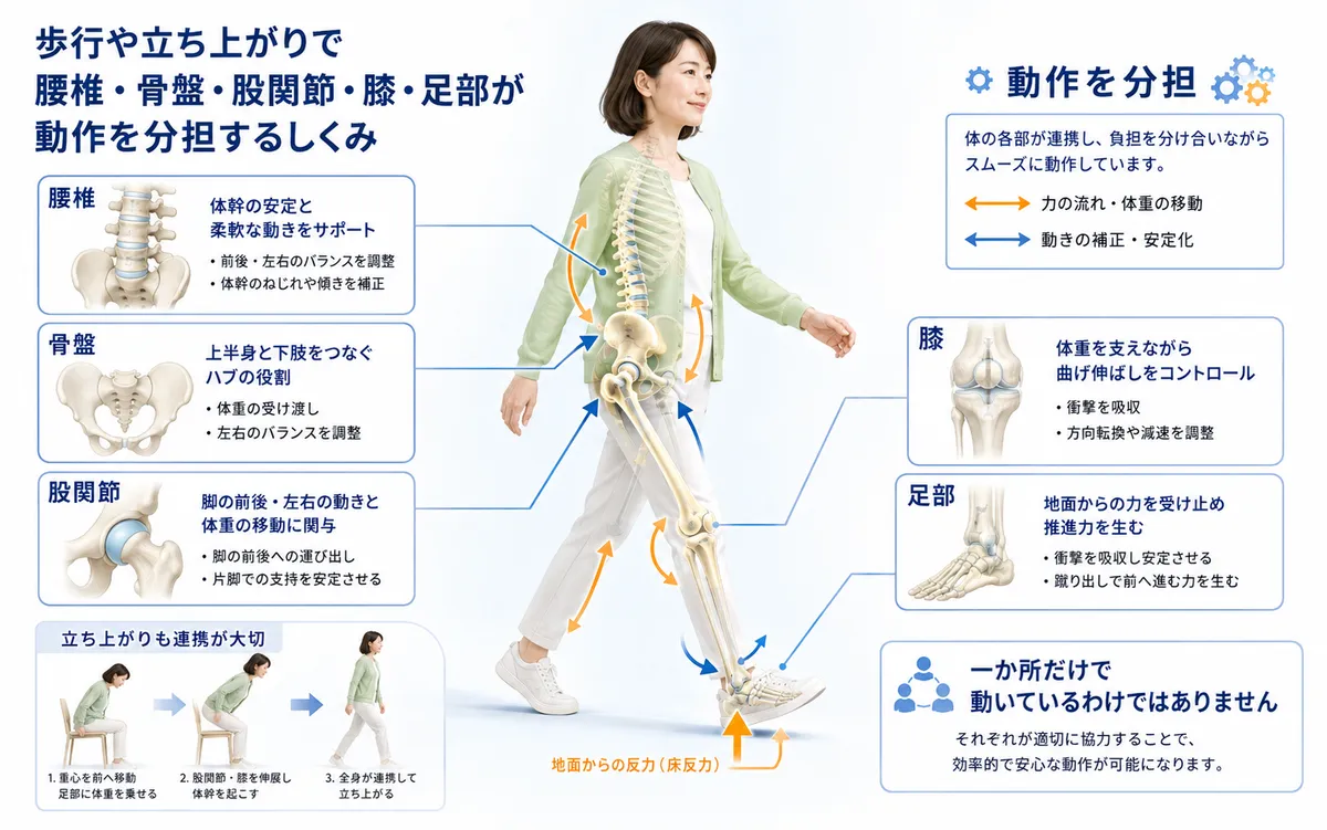 腰椎、骨盤、股関節、膝、足部が歩行や立ち上がりで動作を分担する図