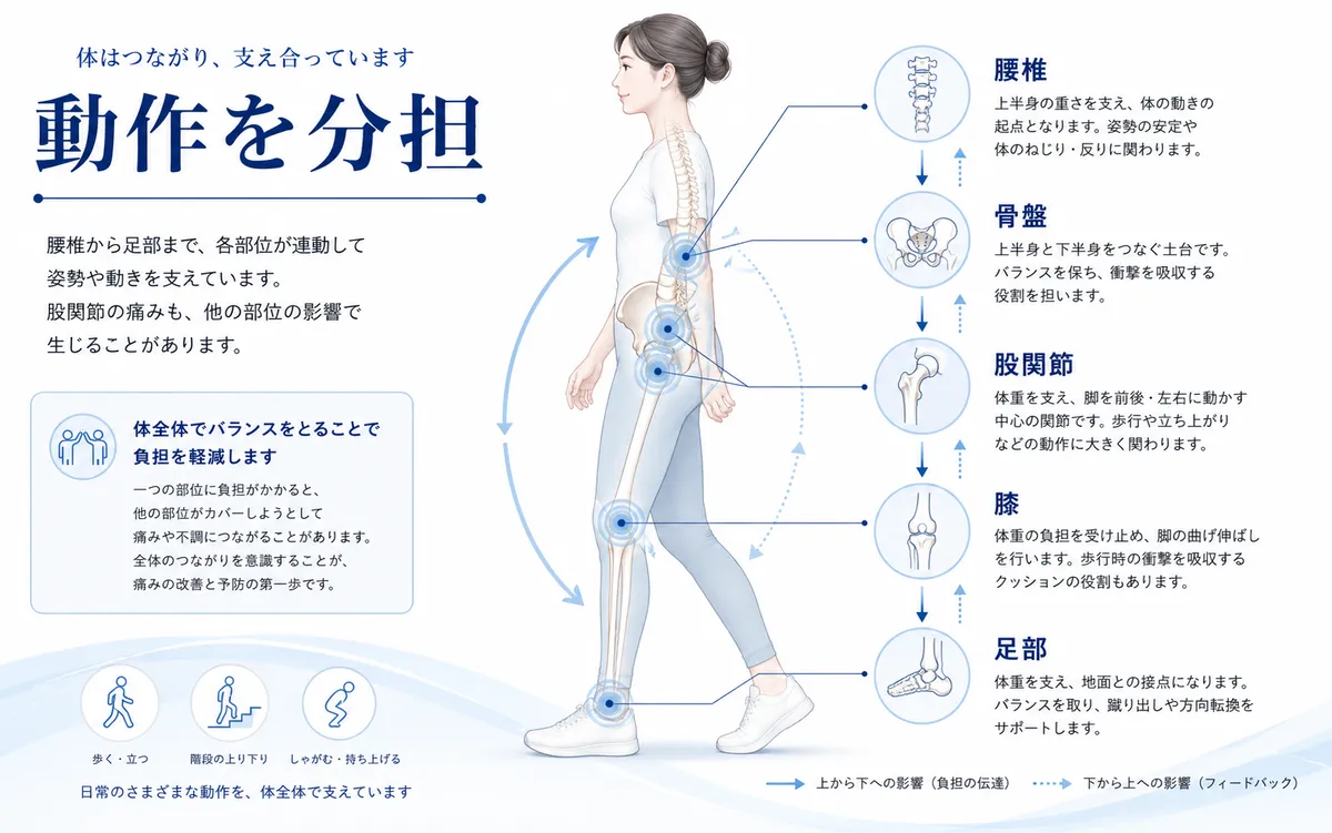 腰椎から足部までの動作分担を示した図