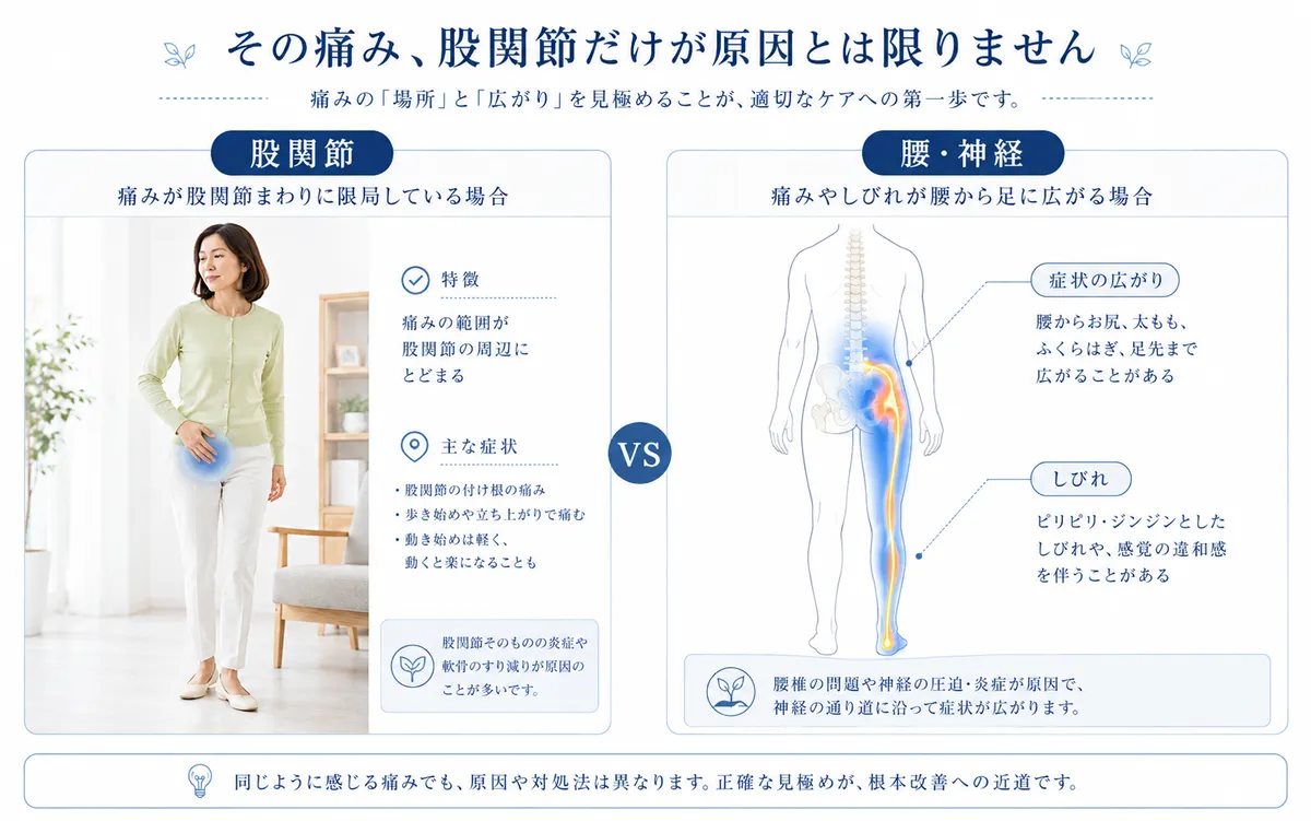 股関節痛と腰から脚へ広がる神経症状の違い