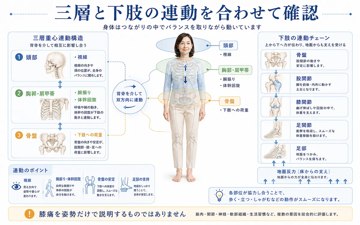 頭部・胸郭肩甲帯・骨盤と股関節・膝・足部の連動を示す三層重心連動構造