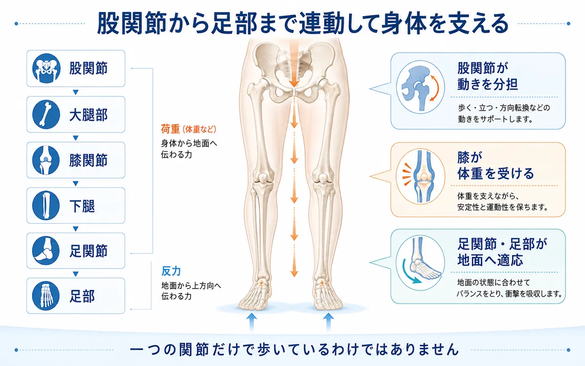 股関節から膝、足関節、足部へつながる下肢の荷重伝達