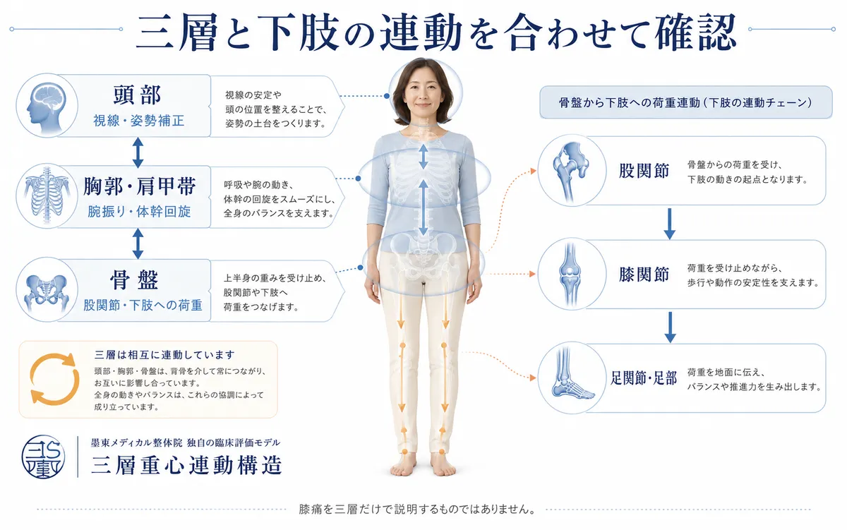 頭部・胸郭肩甲帯・骨盤の三層と股関節・膝・足部の連動