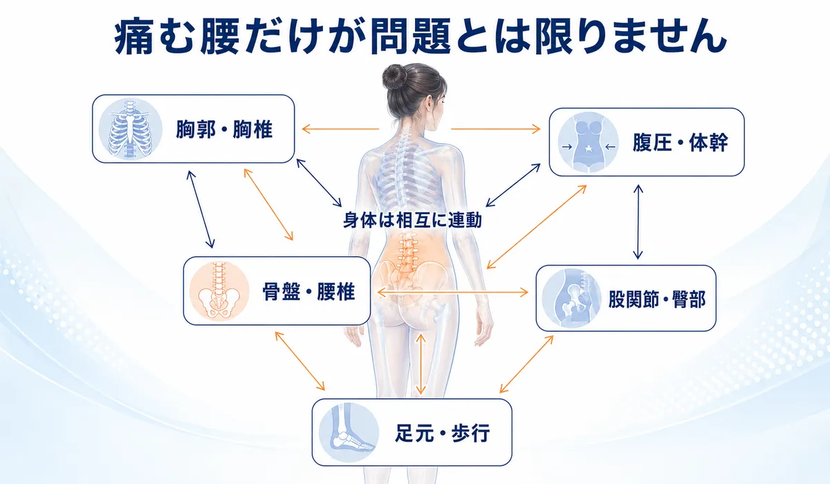 腰と骨盤、股関節、胸郭、体幹、下肢が動作で連動する関係