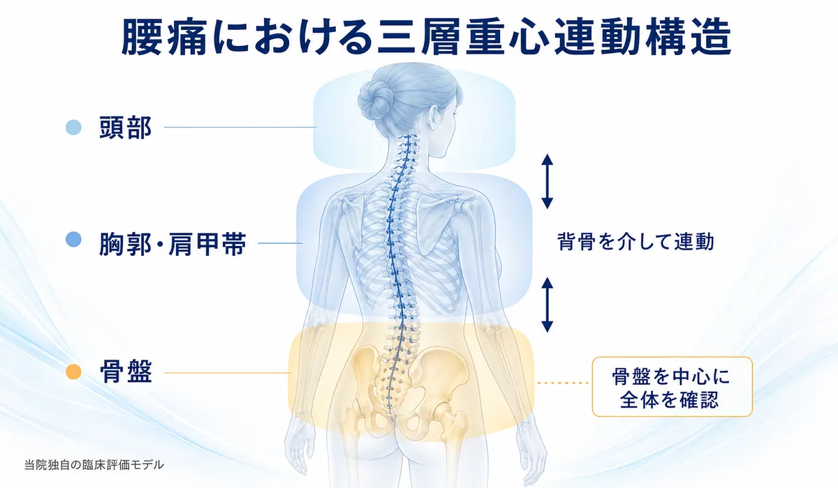頭部、胸郭・肩甲帯、骨盤が背骨を介して連動する腰痛の三層重心連動構造