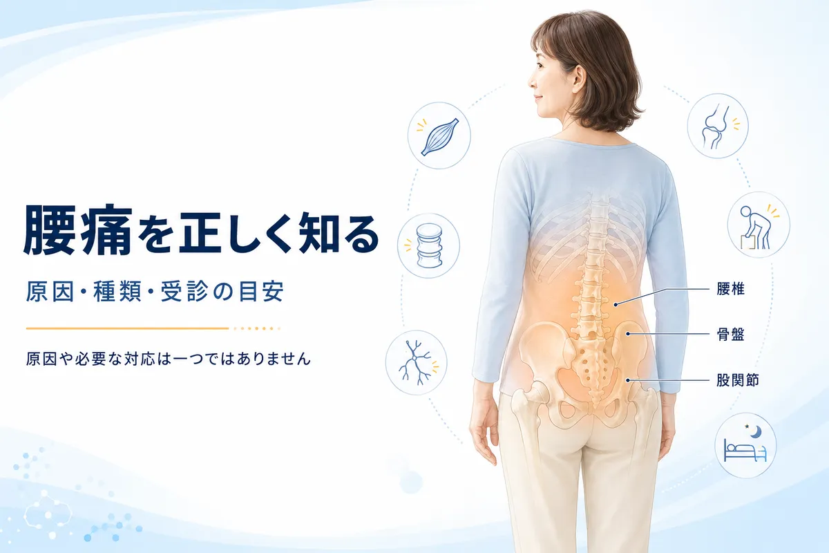 腰痛の範囲と腰椎、骨盤、股関節の位置関係を示す解説図