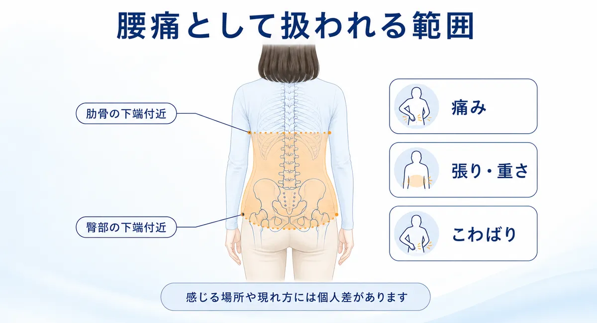 肋骨の下端付近から臀部の下端付近までの腰痛の範囲
