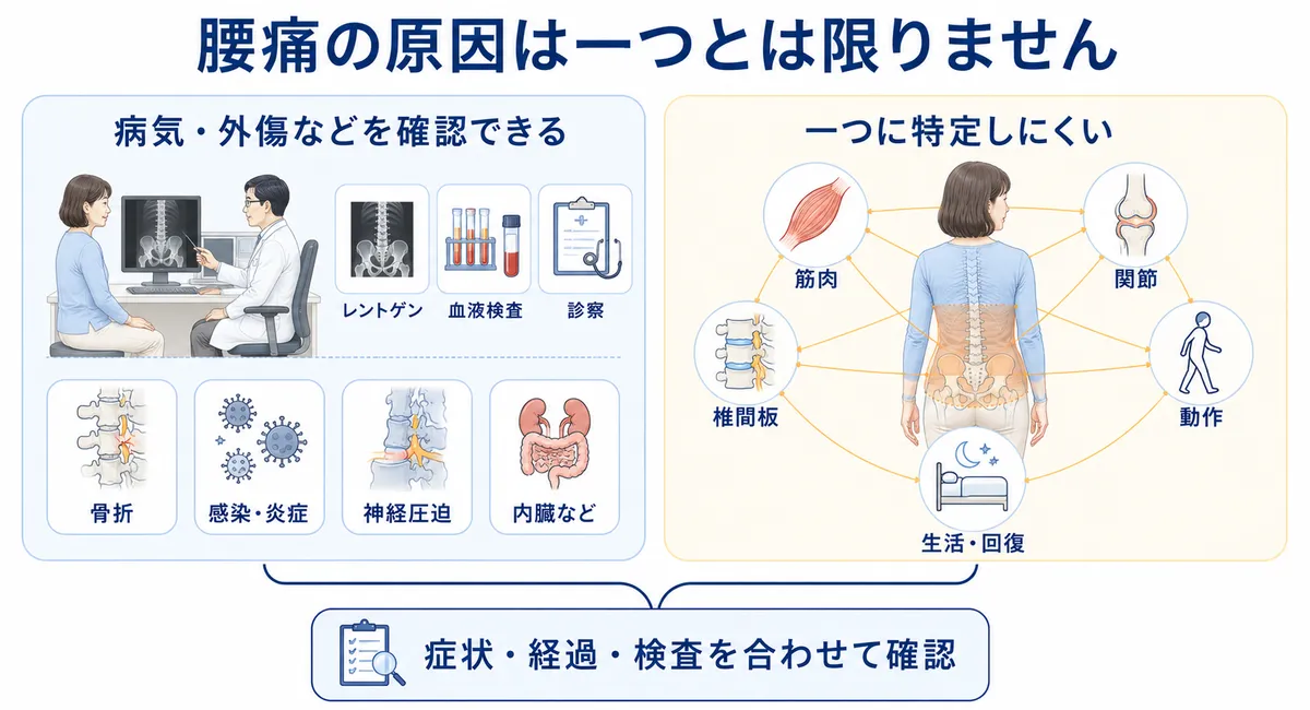 病気や外傷を確認できる腰痛と一つの組織に特定しにくい腰痛の比較