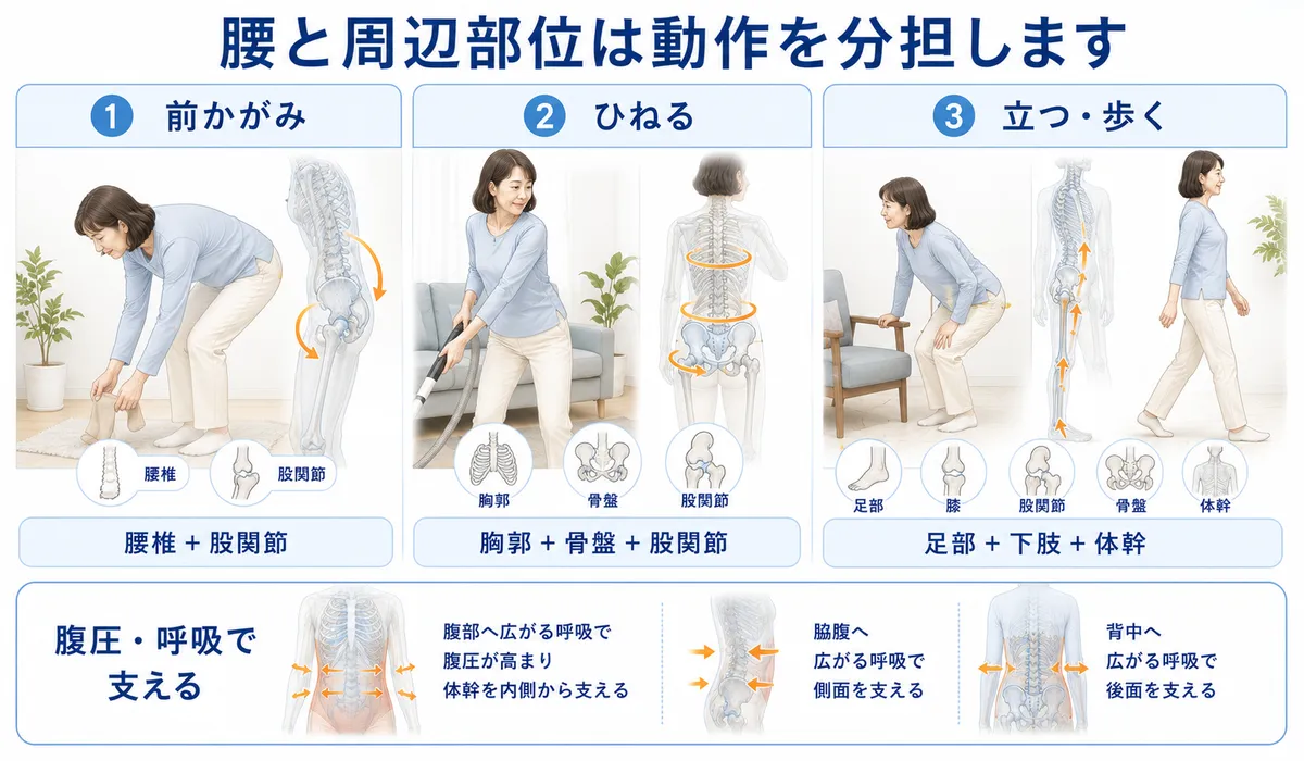 前かがみ、ひねり、立ち上がり、歩行で腰椎と股関節、胸郭、下肢が連動する様子