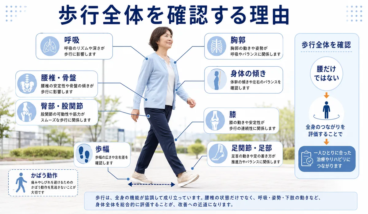 腰椎や骨盤だけでなく股関節や膝や足部や胸郭まで歩行全体を確認する評価図
