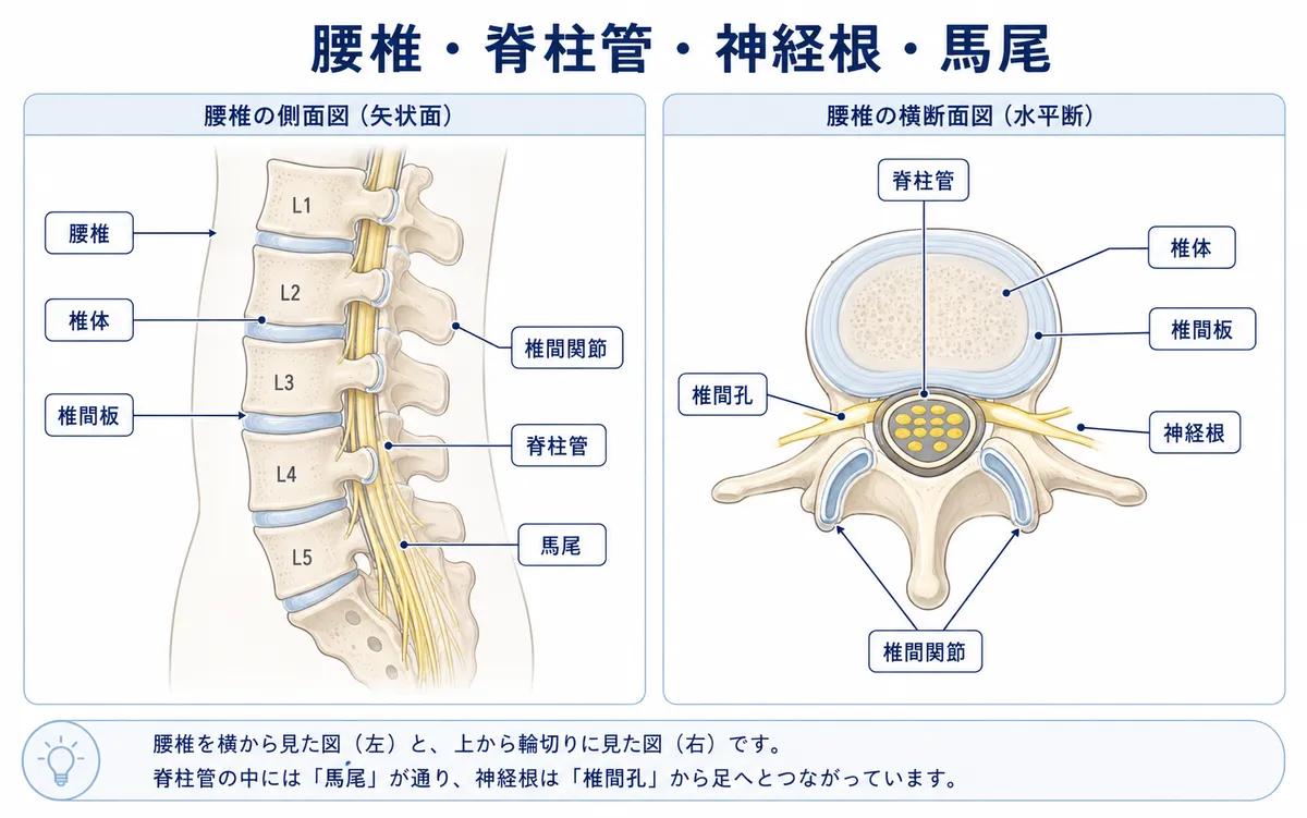 腰椎と脊柱管と神経根と馬尾の基本構造を側面図と横断面図で示した図解