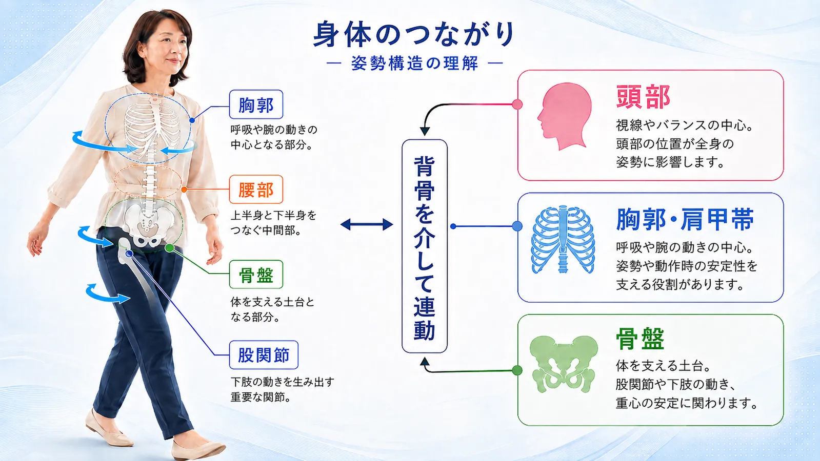 頭部・胸郭肩甲帯・骨盤と全身の姿勢構造のつながりを示す図解