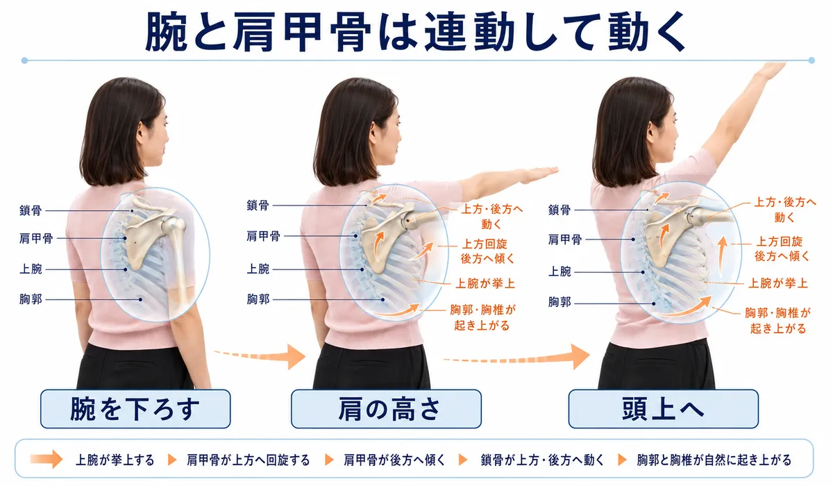 腕を上げる時に上腕、肩甲骨、鎖骨、胸郭が連動して動く様子を示した図解