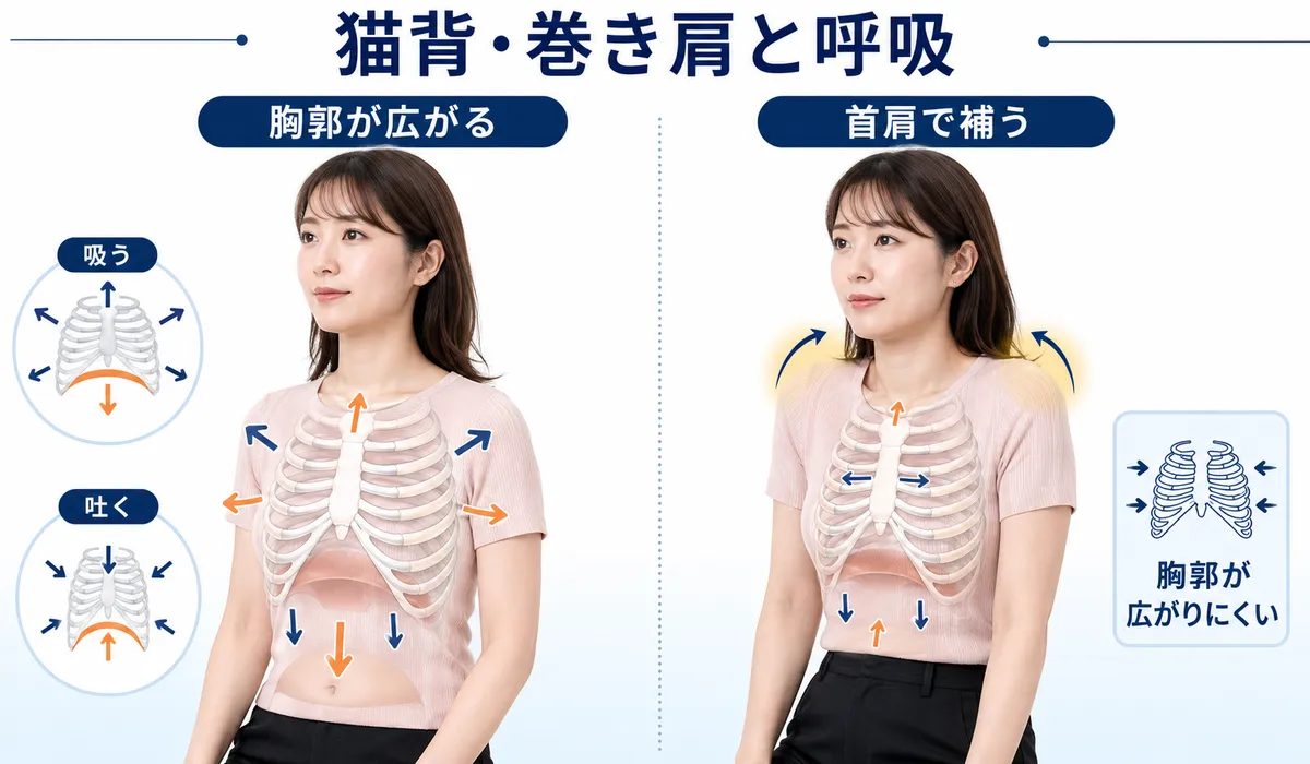 吸気時に胸郭が広がる呼吸と猫背・巻き肩で首肩が呼吸を補う状態の比較図