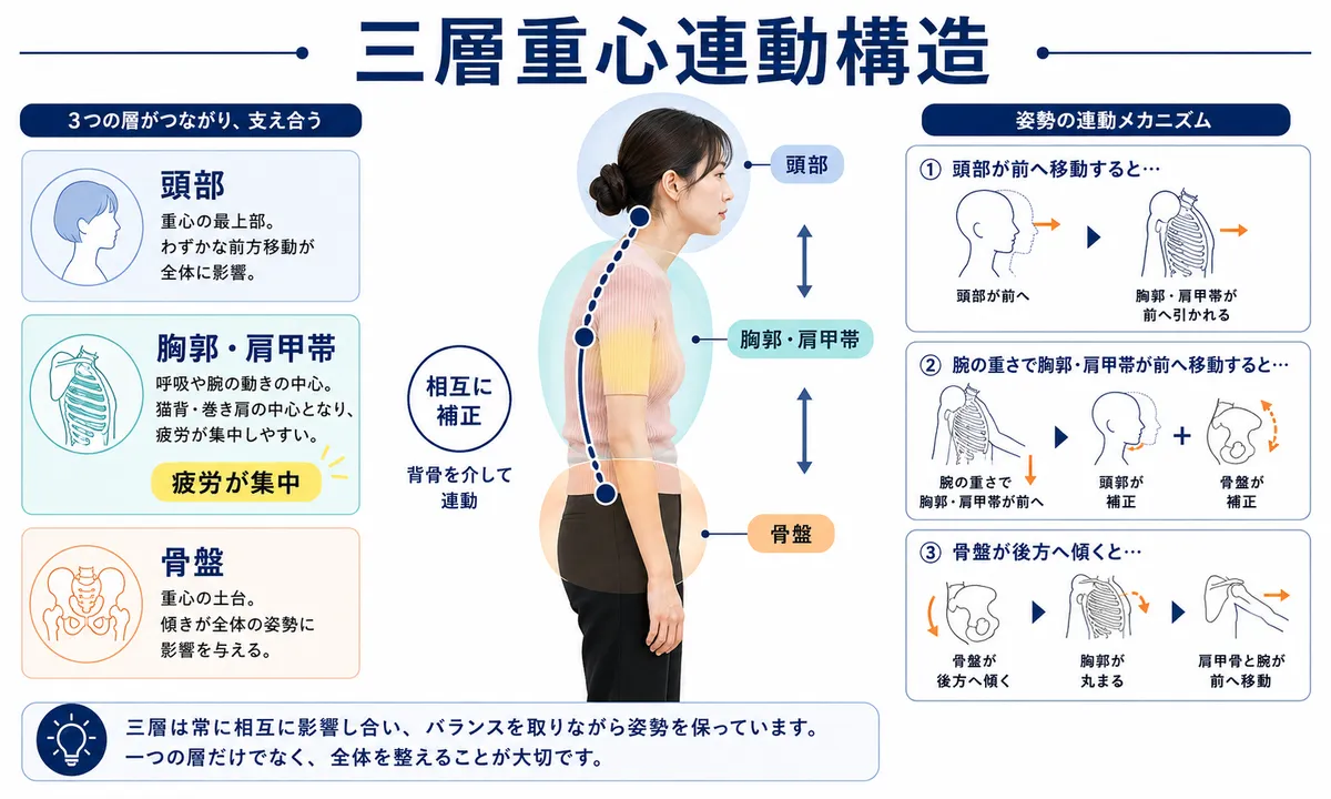 頭部、胸郭肩甲帯、骨盤の三層が相互に補正し胸郭肩甲帯へ疲労が集中する様子