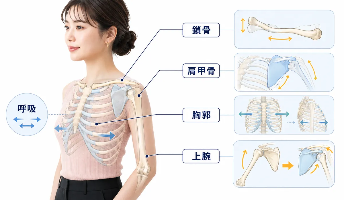 胸郭、肩甲骨、鎖骨、上腕が連動して動く仕組みと呼吸との関係を示した図解
