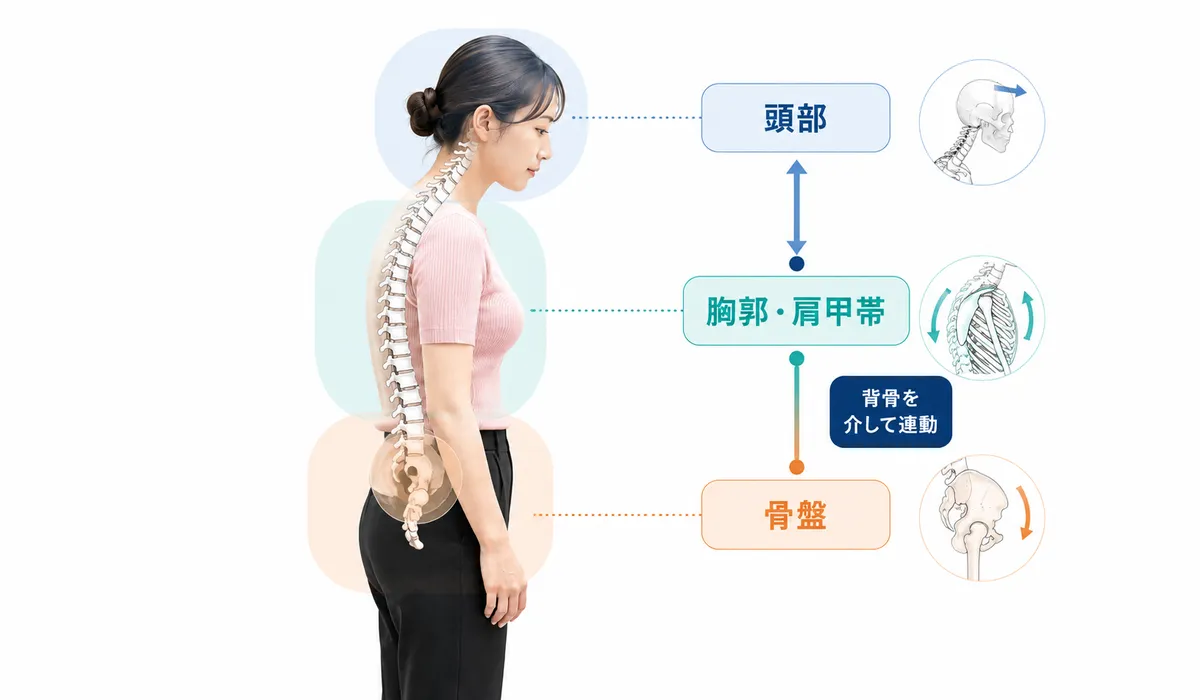 頭部、胸郭肩甲帯、骨盤の三層が背骨を介して連動し、胸郭肩甲帯へ負担が集まる様子を示した図解