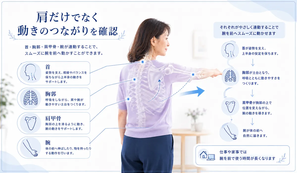 首・胸郭・肩甲骨・腕が連動して肩を支える関係を示した図