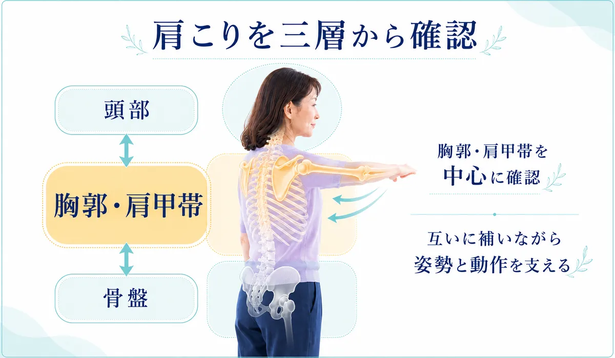 頭部・胸郭肩甲帯・骨盤の三層から肩こりへの負担を確認する考え方
