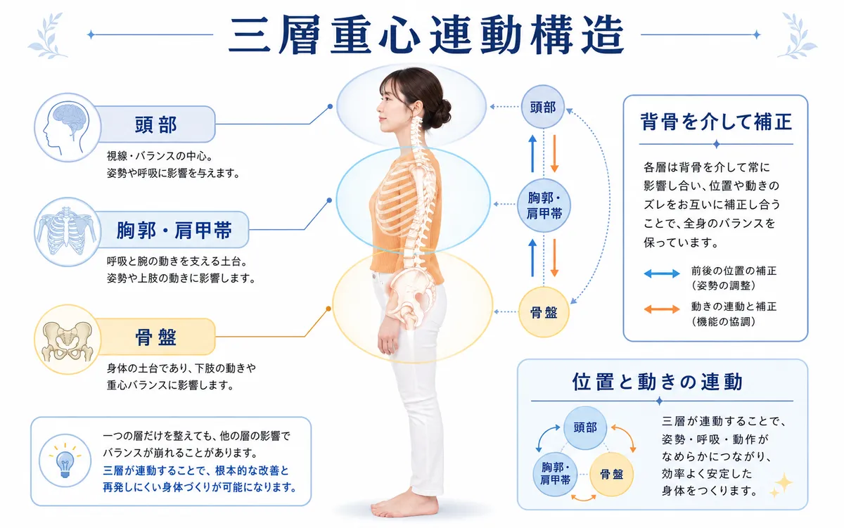 頭部と胸郭肩甲帯と骨盤の三層が背骨を介して連動する様子を示した図解