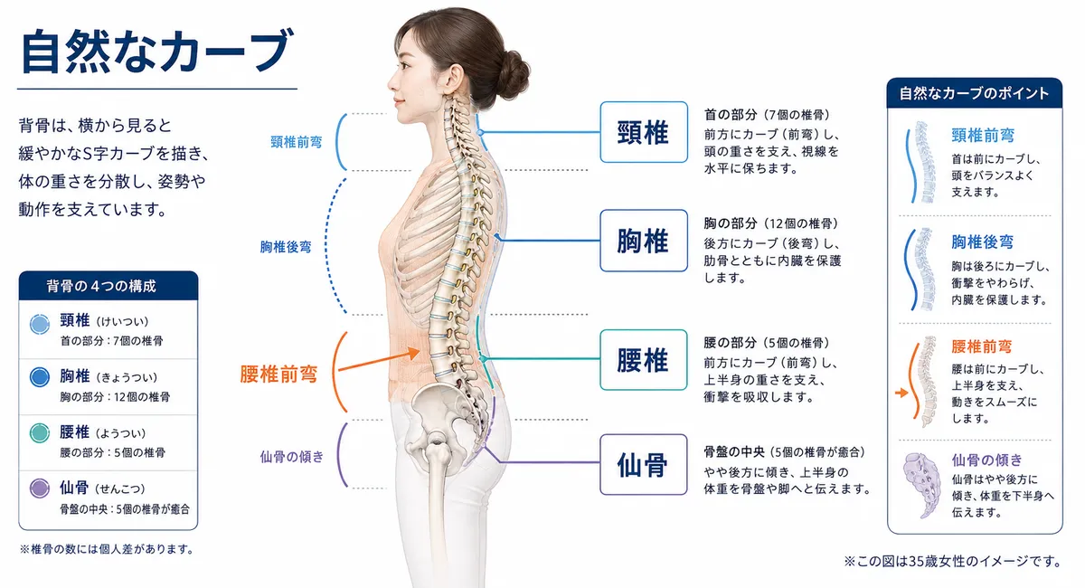 頸椎から仙骨までの自然な背骨のカーブと腰椎前弯を示した骨格図
