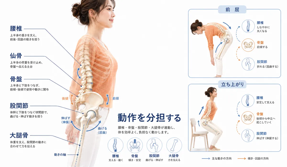 腰椎と骨盤と股関節が動作を分担する関係を示した図解