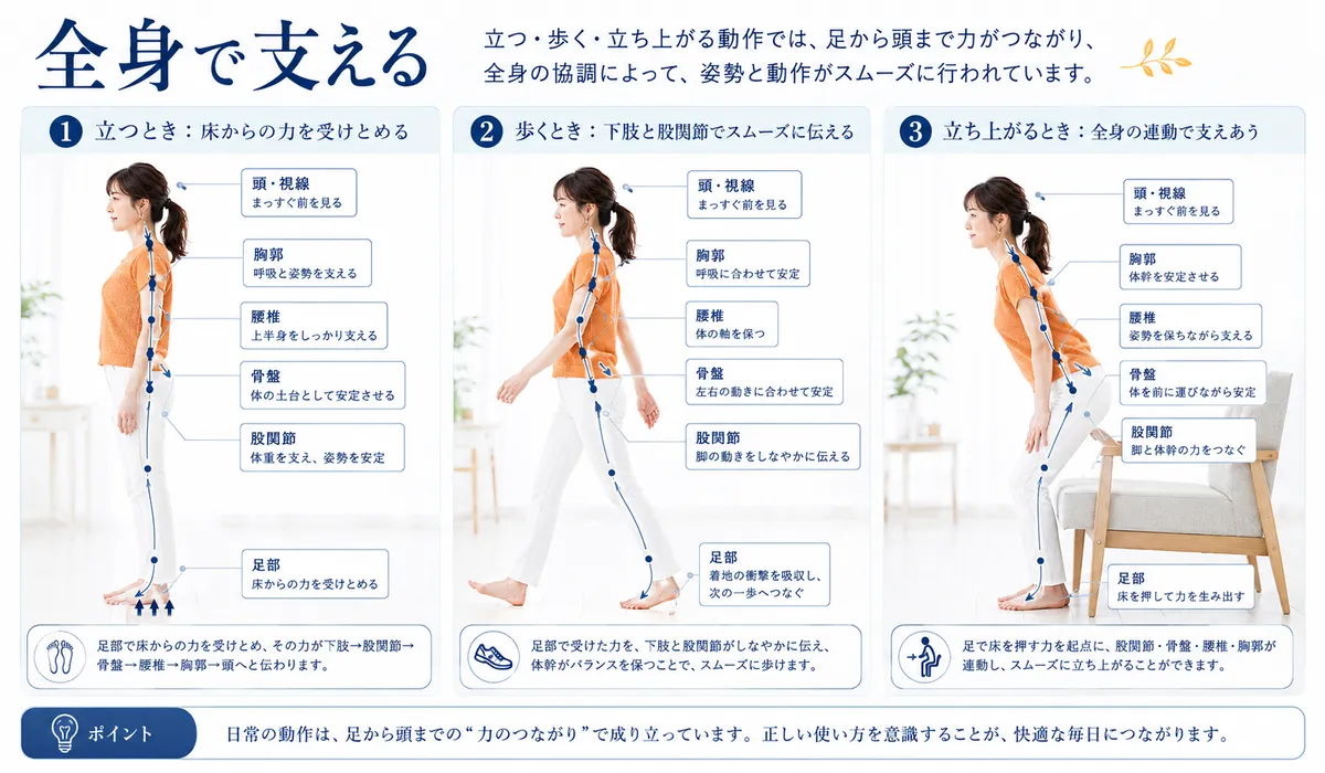 足部から胸郭までの連動を通して腰だけで支えているわけではないことを示した図解
